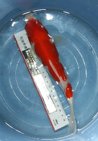 konishi 022t200.jpg